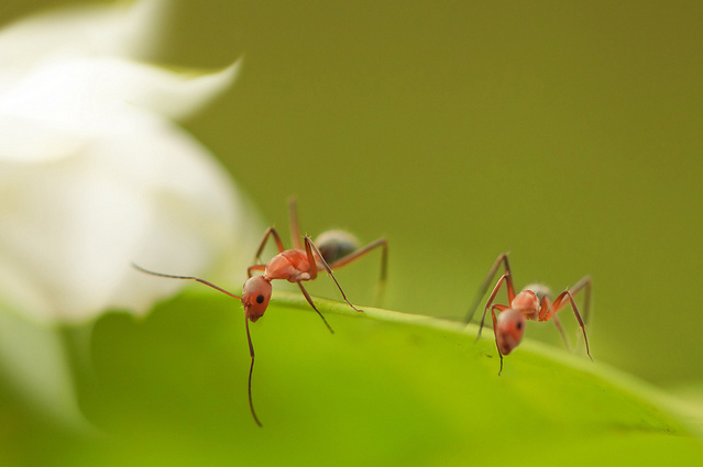 Сюрреальные фото насекомых Pei Ling 