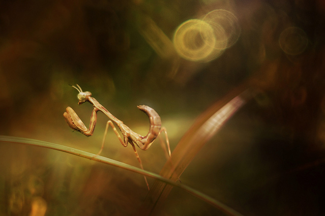 Сюрреальные фото насекомых Pei Ling 